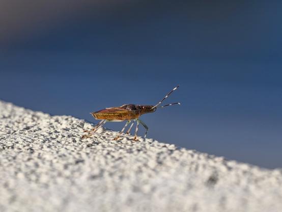 A close up of a stink bug standing on a rough cement stucco balcony handrail