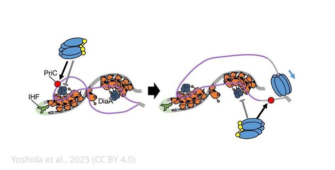 Model for PriC-promoted replication initiation.