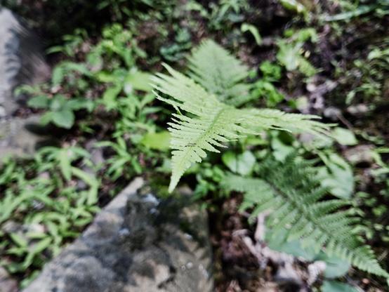 A fern frond extends up from the ground in the center of the photo. This frond appears pale green due to over saturation of light. Other fronds, grasses, and rocks are on the ground and blurry under the center, focused frond. Shot with a Light Phone III.