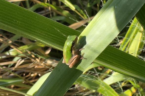 A small green frog sitting on a blade of guinea grass in the sun.