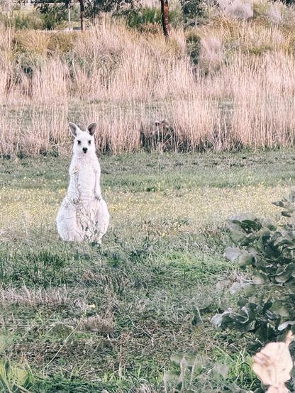 White kangaroo