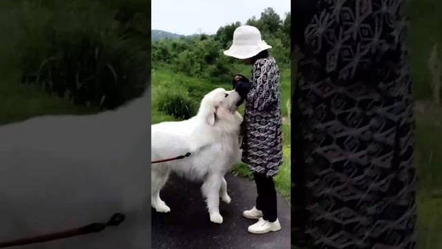 【S先生カメラ】走るレンと母ちゃん #グレートピレニーズ #超大型犬 #レン #レンと遊ぼう #Shorts