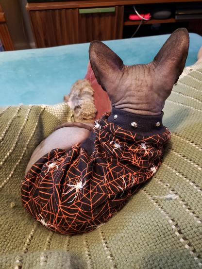 A black spynhyx kitten in a Halloween shirt with a spiked collar, back to the camera