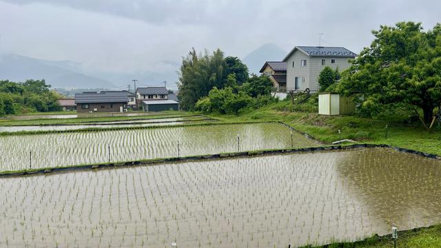 Freshly planted rice paddies in the rain.