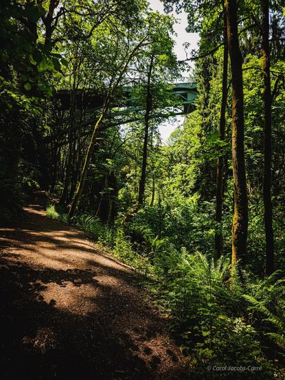 A well trodden foot trail ambles along the wooded side of the Ravenna Creek ravine, with long afternoon shadows streaked across it. The trees, a mix of big leaf maples and redcedar, are tall and slender, covered with moss that glows in the mid afternoon sun. The underbrush is mostly ferns and horsetails, with a few buttercups dotted here and there. If you look up through the trees, you can see half the iron blue footbridge that spans the ravine, the rest on the right  hidden by the trees. You can see part of the spanning arch with its many crosslinks. The arch and footbridge are also mostly hidden by the trees on the right side of the trail. The whole scene is cast in a green light filtered through the dense leaves overhead.