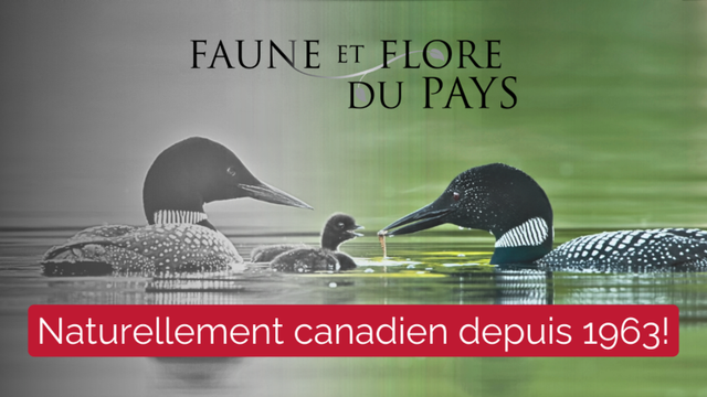 La page de titre de « Faune et flore du pays », une série documentaire canadienne sur la nature de longue date qui célèbre son héritage depuis 1963, présentant une photographie de plongeons sur l'eau.