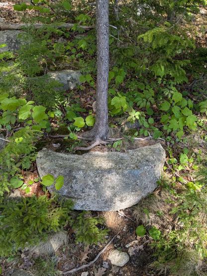rock partly protruding from the ground, with a tree growing above