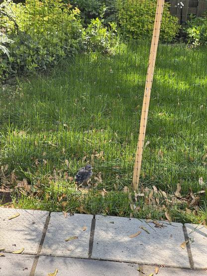 A blue jay fledgling standing in green grass.
