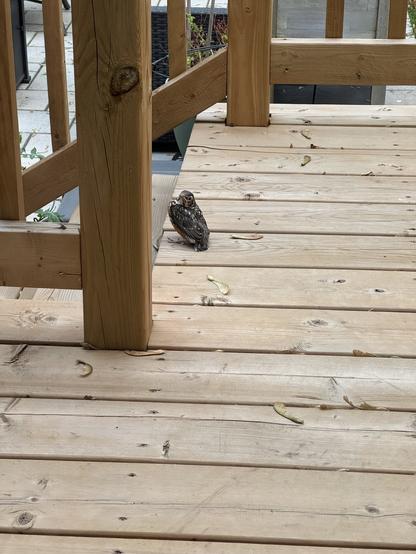 A robin fledgling standing on a wooden deck.