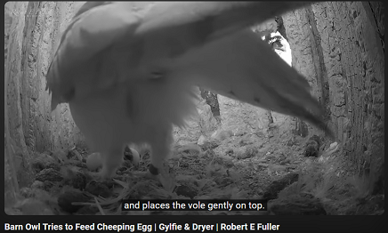 Screenshot of "Barn Owl Tries to Feed Cheeping Egg ꟾ Gylfie & Dryer ꟾ Robert E Fuller" on Youtube, of Dryer the daddy barn owl placing a vole on an egg.

CC: and places the vole gently on top.