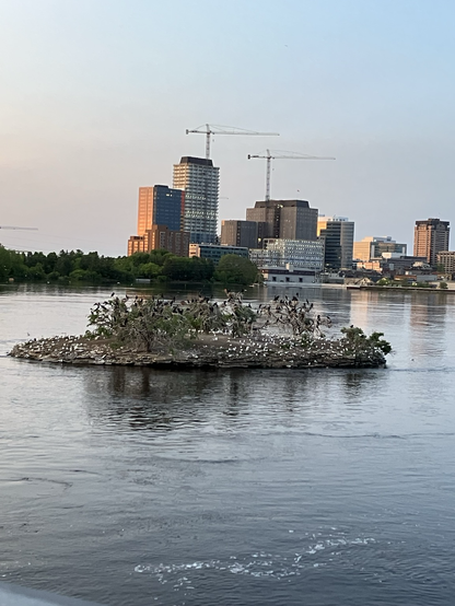 Buildings in the back ground with the island full of cormorants and gulls on the OttawaRiver