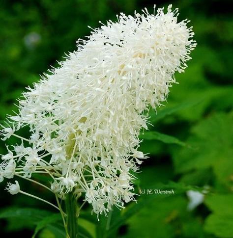 Bear Grass