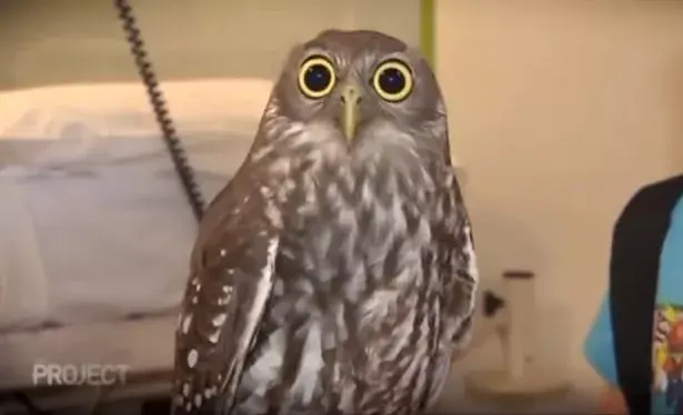 Nelly the "calm" owl with her massively dilated eyes on The Project.