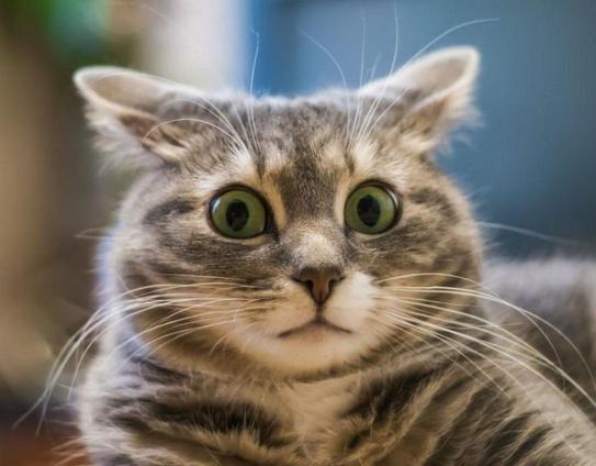 A cat looking frightened, large eyes, ears slightly back.