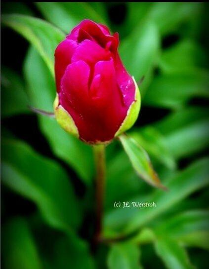 Red Rose in bloom