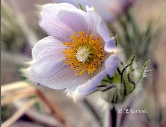 Crocus