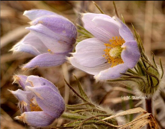Crocus