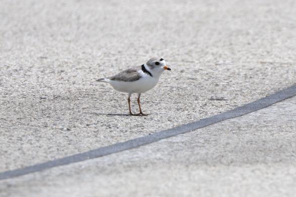 Piping Plover crossing a concrete boardwalk.