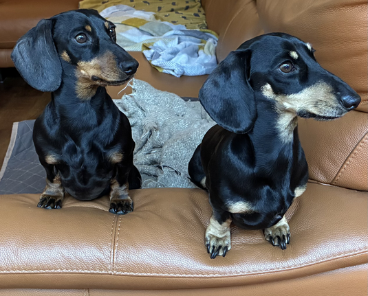 Miniature Dachshunds Max and Milo on the arm of the sofa