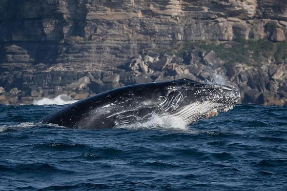A humpback whale settles back into the water after breaching.