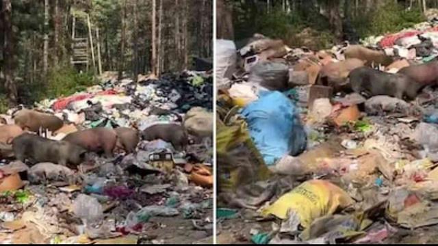 कसोल में कचरा प्रबंधन