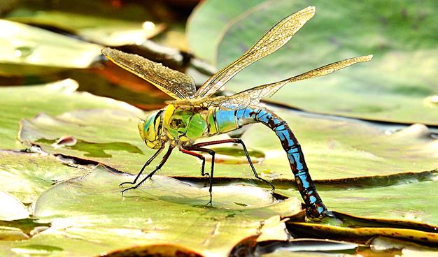 Every female dragonfly only wants the best for her offspring, which is why the females lay their eggs in the places where their young have the best chance of survival. However, the best places are not the same for every dragonfly species!
#myphoto