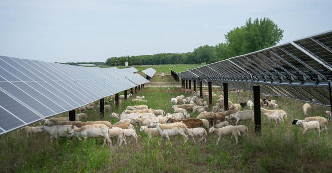 herd of sheep looking for plants to browse on in a field of solar panels.