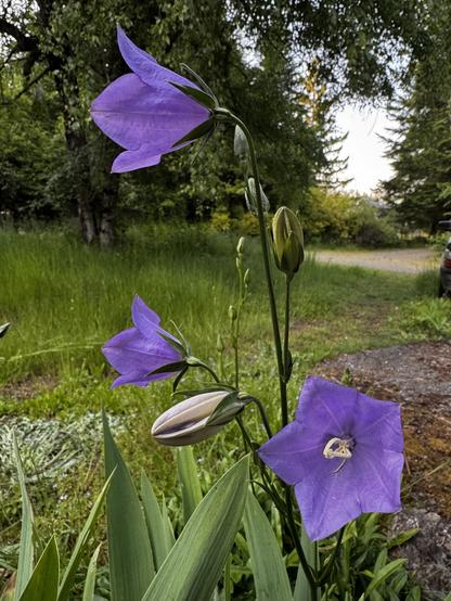 A bellflower cluster blooming above some irises not yet bloomed in the front yard walkway with an unmowed lawn and birch tree in the background