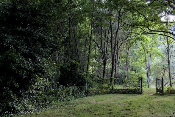 A grove, a wooded meadow and a wire fence with a metal gate that opens onto a tree among others.