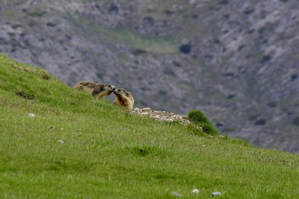 Two marmots are interacting with each other on a grassy hillside, set against a backdrop of rocky terrain and gentle slopes.