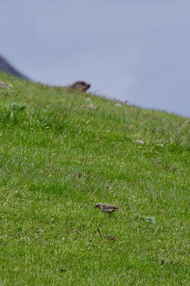 A small bird forages on a green hillside, while a distant animal, possibly a marmot, is partially visible in the background. The scene is set against a cloudy sky.