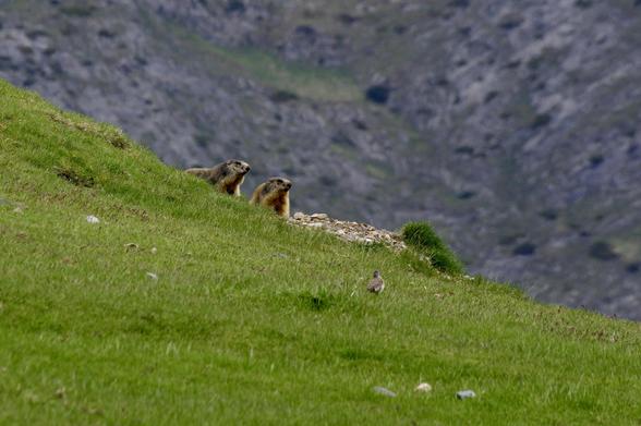 Two marmots are sitting on a grassy hill, looking towards the viewer. In the foreground, a small bird is also visible. The background features a rugged, mountainous landscape.