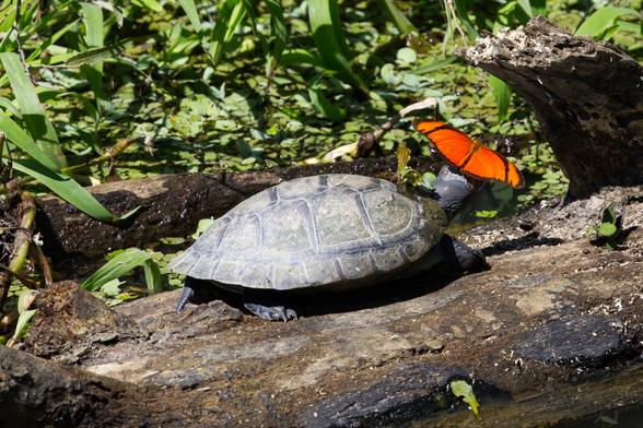 Eine Terekay-Schienenschildkröte (Podocnemis unifilis) steht auf einem im Wasser liegenden abgestorbenen Baumstamm. Ihr hoch erhobener Kopf wird von einem großen orangefarbenen Falter (Dryas iulia) verdeckt.