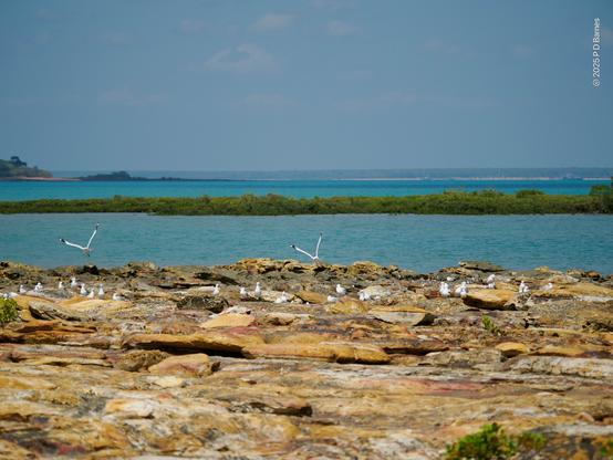 An eroded, rocky foreshore fills the foreground. Close to its edge a colony of gulls is roosting, with two gulls just taking off. Beyond are the blue-green waters of Nightcliff Bay and the Timor sea. Running across the bay in the middle distance is a long, low promontory densely vegetated with mangroves.