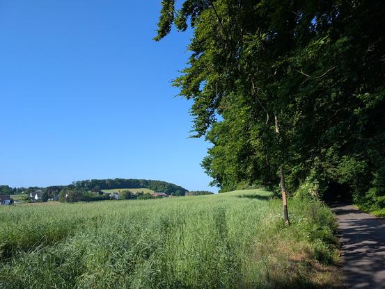 Eine Nebenstraße am Waldrand, Blick über Felder und Wäldchen, ein paar versprengte Häuser. Blauer Himmel.