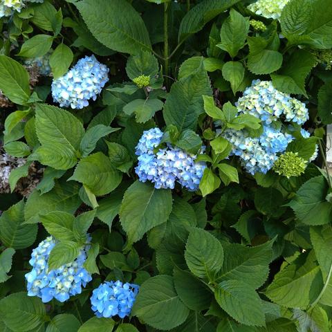 A bunch of blue hydrangeas with big, green leaves. These are a big pre-bloom and not as saturated blue as they can be, and a few are still small and green.