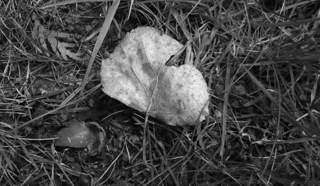 Fotografía en blanco y negro de una hoja en la hierba