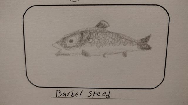 Drawing of a grey fish called a barbel steed