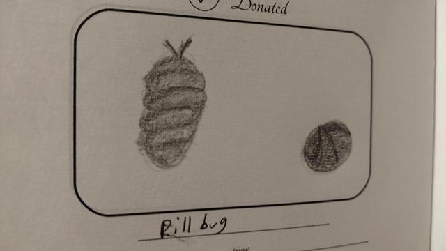 Drawing of a pill bug, both from above and in its rolled up form