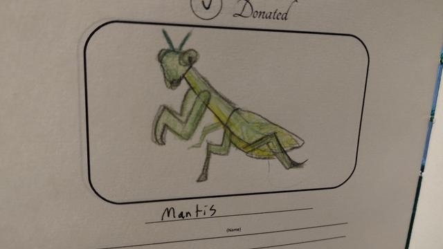 Drawing of a green mantis