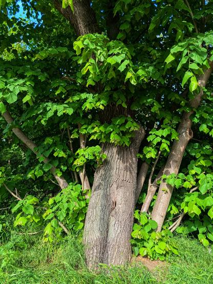 A low-angle shot shows the textured bark of a mature tree with several thick branches extending upwards and outwards, covered in vibrant green leaves. The leaves are broad and lobed, catching the sunlight which filters through the canopy, creating highlights. The trunk of the tree is substantial, with a rough, furrowed texture. Below, some green grass and smaller leafy plants are visible at the base of the tree. The background shows more lush green foliage and glimpses of a bright blue sky with some wispy clouds visible through the leaves at the top. The overall impression is one of a healthy, leafy tree on a sunny day.
