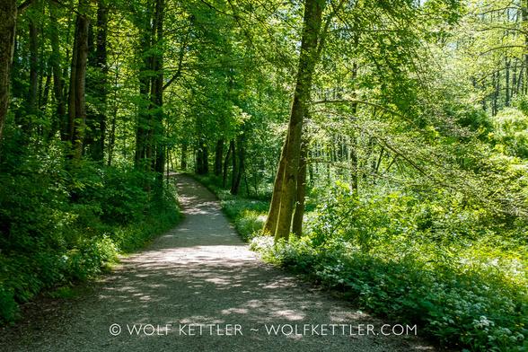 The photograph shows a lush woodland-type park. A path runs through the photograph from the bottom and disappears into the distance.