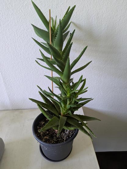 La mia aloe. Sarà alta almeno 50 cm, pende da un lato che torre di Pisa scansati e ha mezza dozzina di figli spuntati dal primo terzo della pianta. È un'aloe sovversiva.