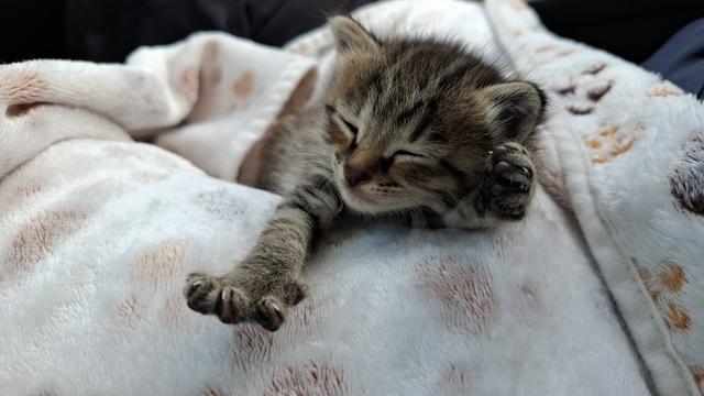 Petite chatte tigrée qui dort sur un plaid, une patte étirée
