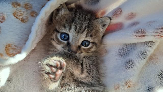 Petite chatte tigrée aux yeux gris-bleu, couchée sur le dos, qui se tête une patte