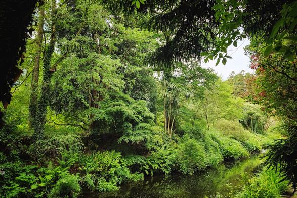 A lush, vibrant green forest surrounds a calm, dark river. The trees on the left are dense and varied, with some ivy clinging to a large trunk. On the right bank, the vegetation is also very green, with various bushes and ferns, reflecting slightly in the water. The overall scene is one of a dense, natural, and peaceful woodland.