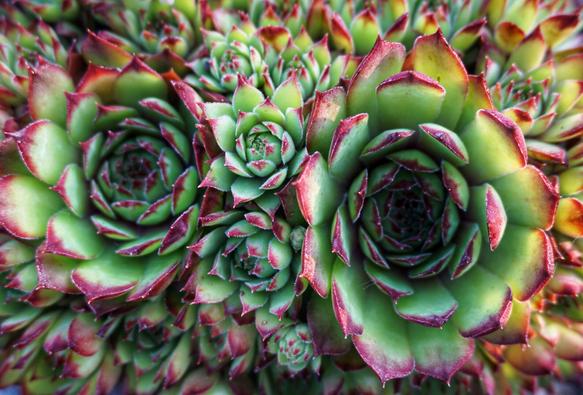 A close-up, top-down shot shows a cluster of sempervivum plants, also known as houseleeks or hen and chicks. The succulents are arranged tightly together, forming rosettes of fleshy leaves. The leaves are predominantly a vibrant green, with striking reddish-purple tips and edges. Some of the larger rosettes have smaller "chick" rosettes budding off from the sides. The intricate spiral patterns of the leaves within each rosette are clearly visible. Tiny water droplets or a powdery substance lightly dust some of the leaves, catching the light. The overall texture appears slightly waxy and the colours are rich and saturated.