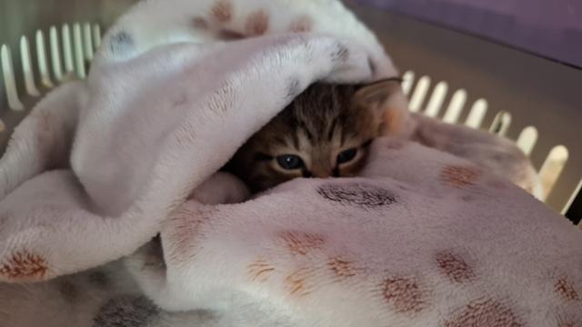 Chatondans sa caisse de transport. On voit juste ses yeux ensoleillés dans le plaid