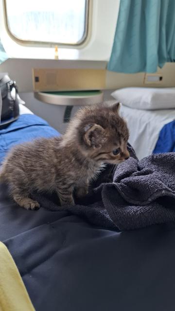 Chattone tigrée sur le lit dans le bateau