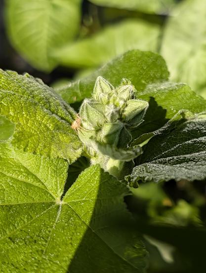 Eine winzige Spinne sonnt sich an Stockrosenblüten.